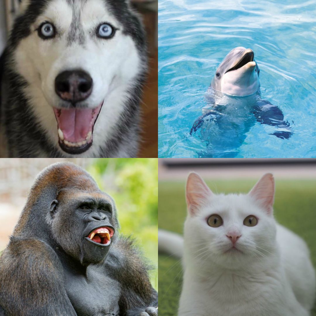 Включи наше животное. Говорящие животные. Непопулярные животные. Говорящие животные картинки. Смешные картинки с животными.